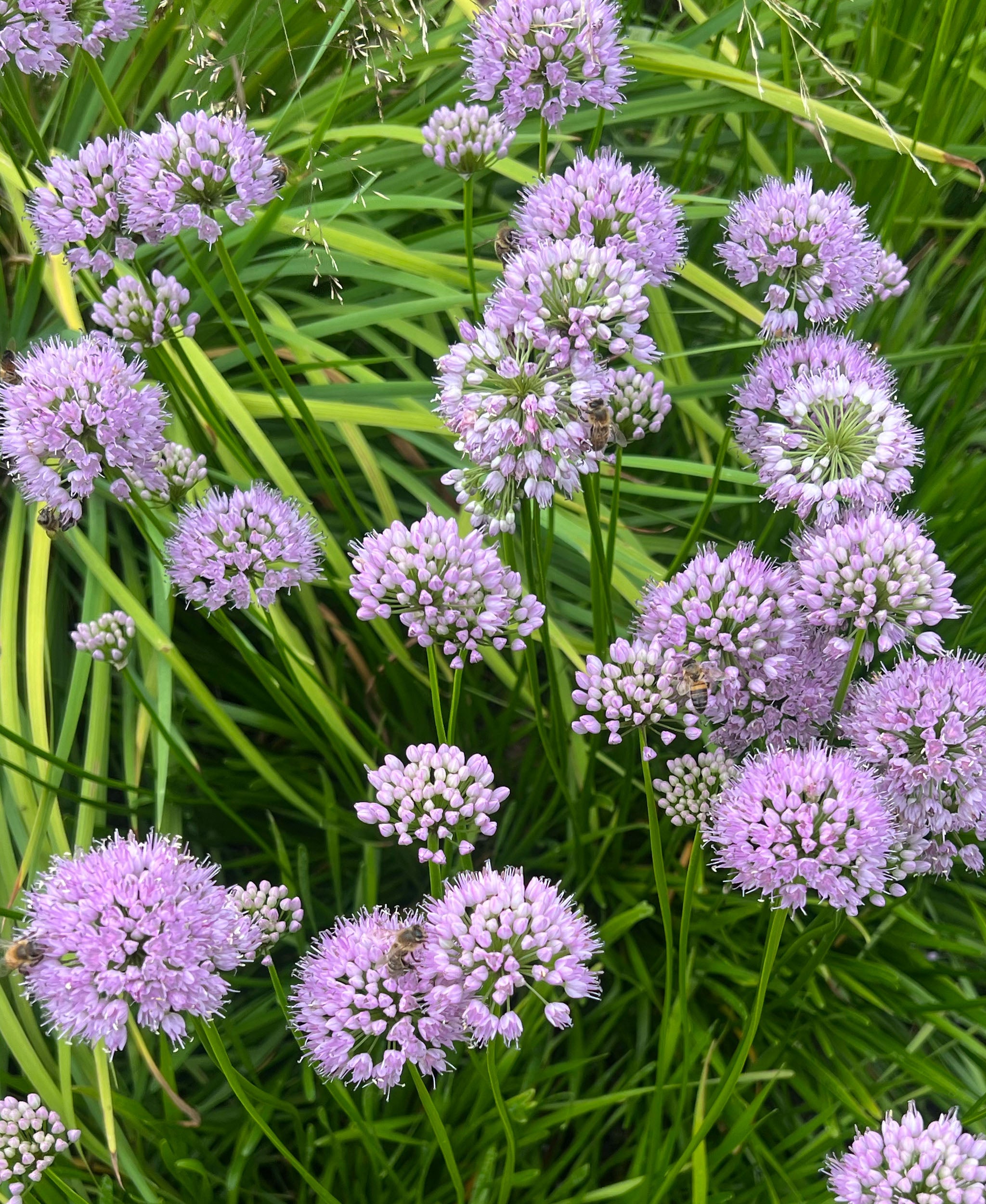 An adventure through Dutch nature – Kinfill Care
