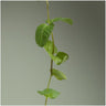 Menthe