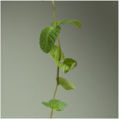 Menthe