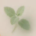 Zesty Mint