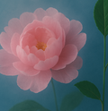 Wild Peony