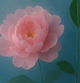Wild Peony